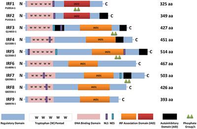 Therapeutic Targeting of IRFs: Pathway-Dependence or Structure-Based?